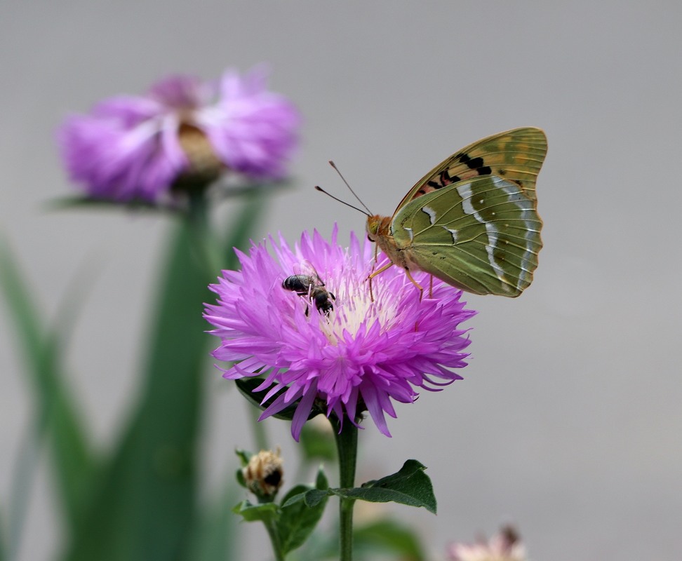 Фотографія Этюд с бабочкой... / Олександр Бурдейний / photographers.ua