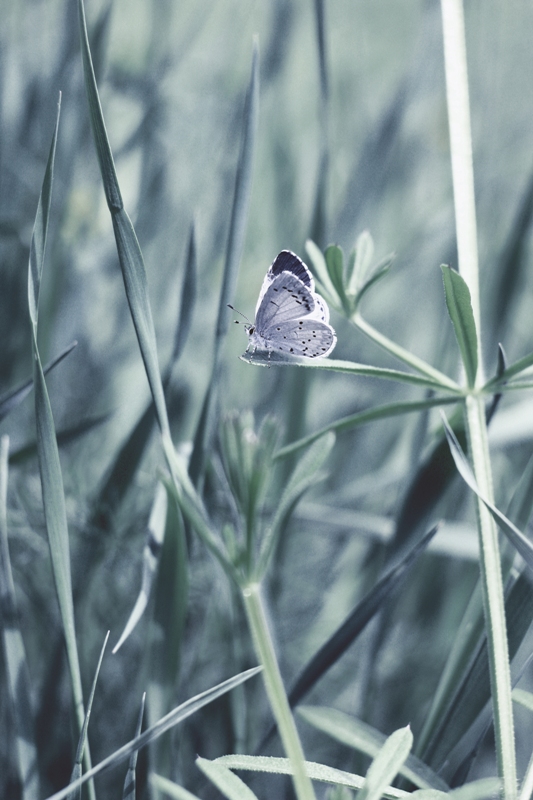 Фотографія Макро / compass / photographers.ua