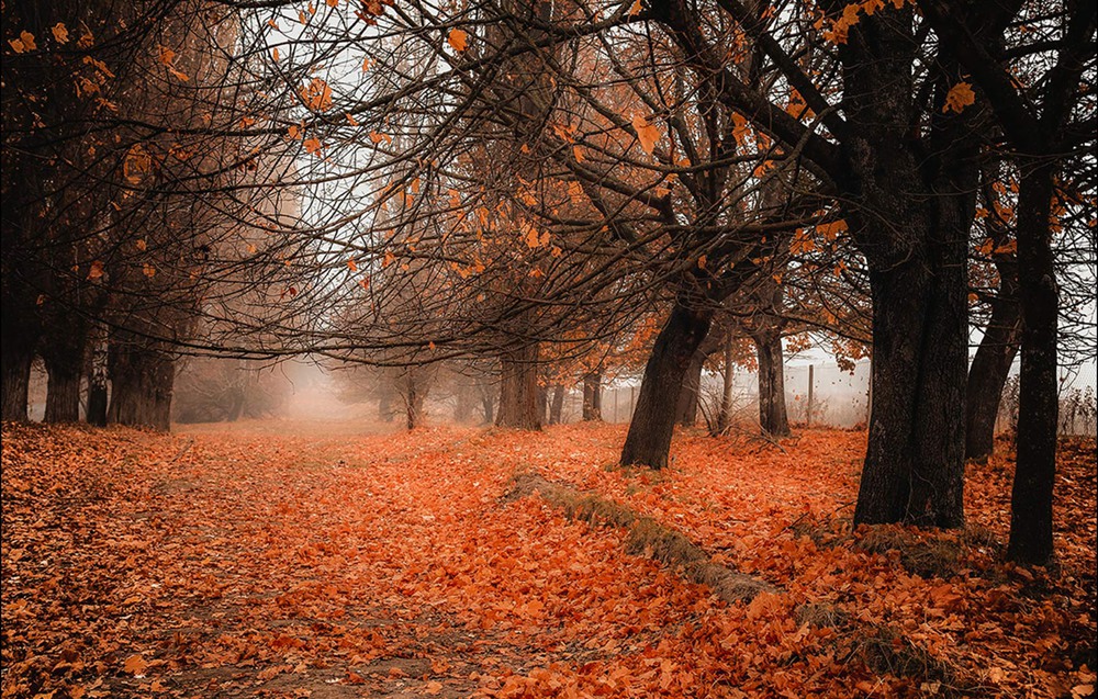 Фотографія Золота красуня-осінь / Alex Shot / photographers.ua