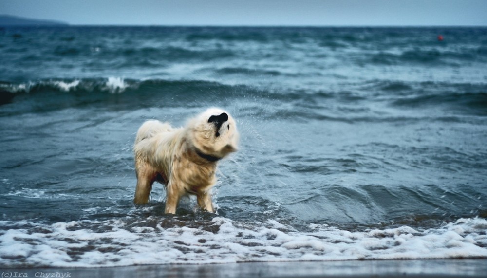 Фотографія swimming / Ira_Ira / photographers.ua