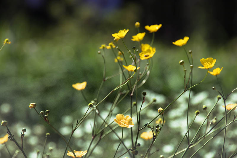 Фотографія Струны по ветру цветут. / Світлана Кульчицька / photographers.ua