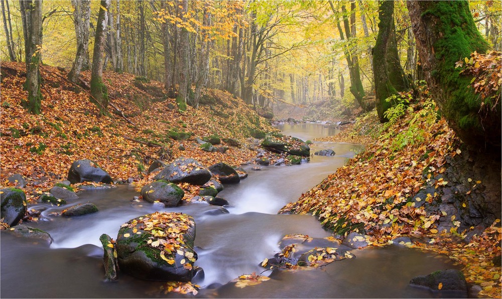Фотографія Малює тишу осінь пензлем / vovikmar / photographers.ua