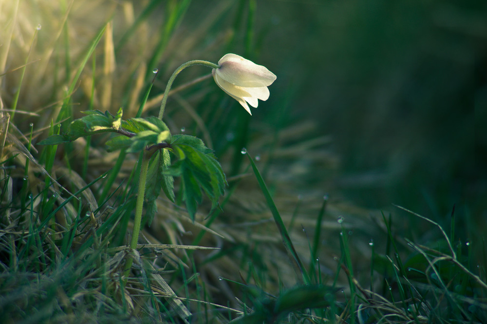 Фотографія Зігріта сонцем і обмивана росою... / vovikmar / photographers.ua