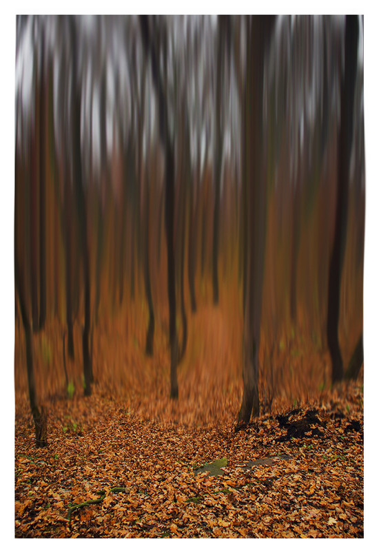 Фотографія Заколдованный лес / Igor Zhmur / photographers.ua