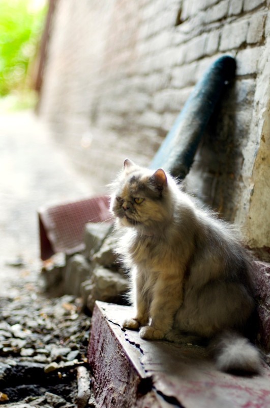 Фотографія Вот такой печальный кот... / Наталья Паевская / photographers.ua