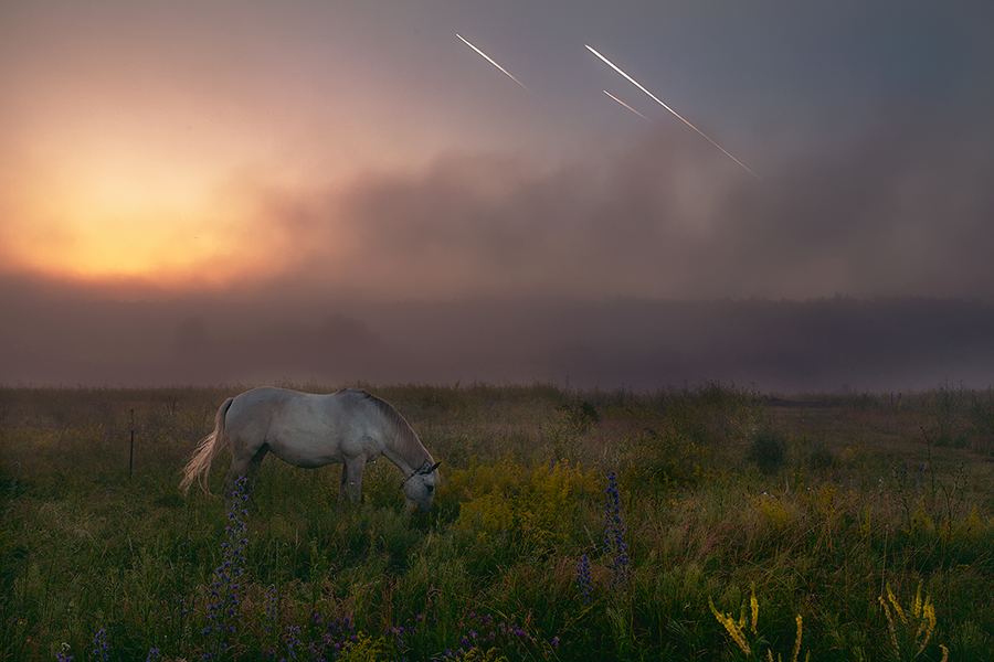 Фотографія Лошадь и самолеты / Настя Ко / photographers.ua