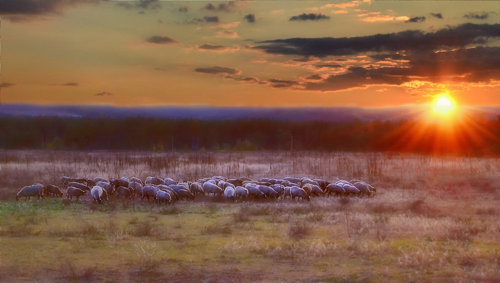 Фотографія Овцы на закате дня / Настя Ко / photographers.ua