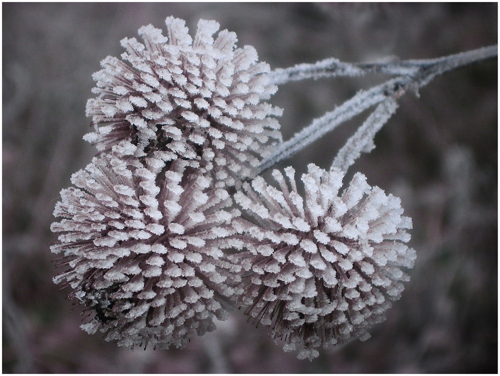 Фотографія Trifolium Winter / Estella / photographers.ua