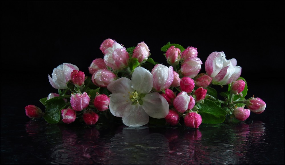 Фотографія Apple Flowers / Estella / photographers.ua