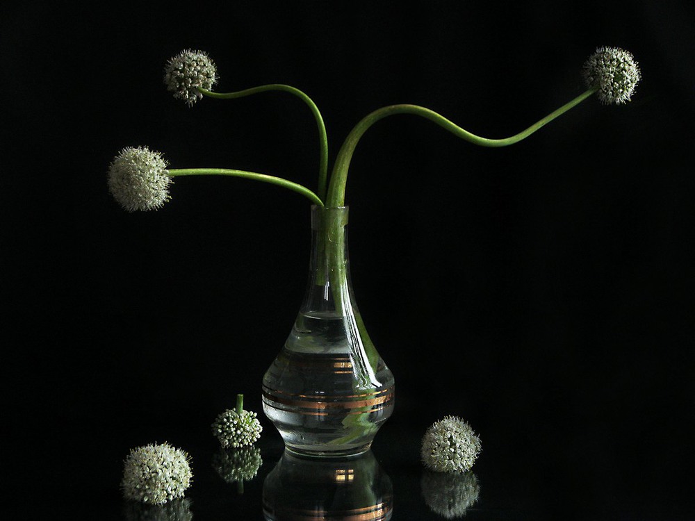 Фотографія Allium Cepa / Estella / photographers.ua
