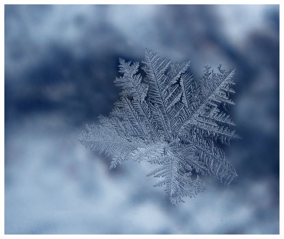 Фотографія Зимова волошка / Estella / photographers.ua