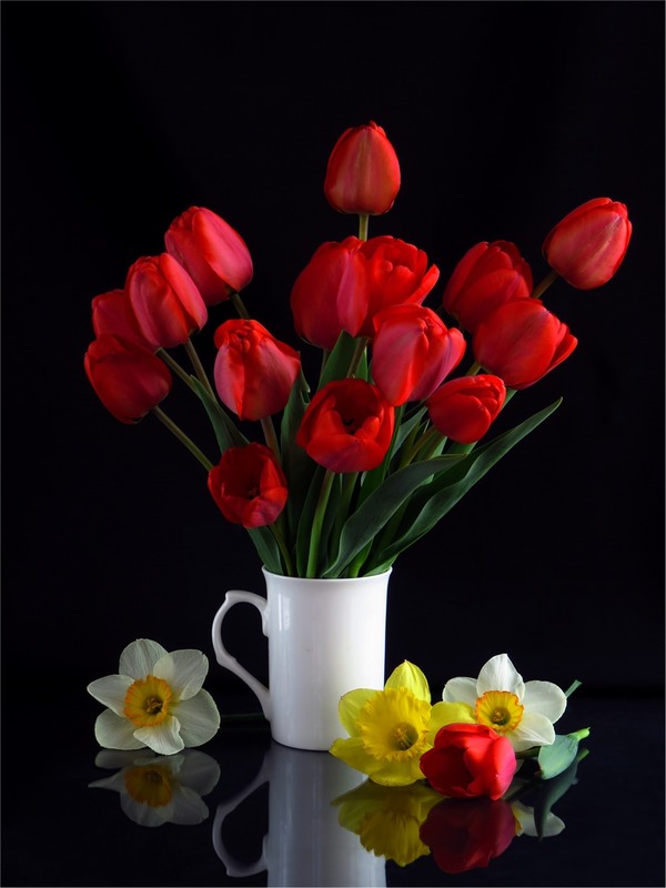 Фотографія Red tulips / Estella / photographers.ua