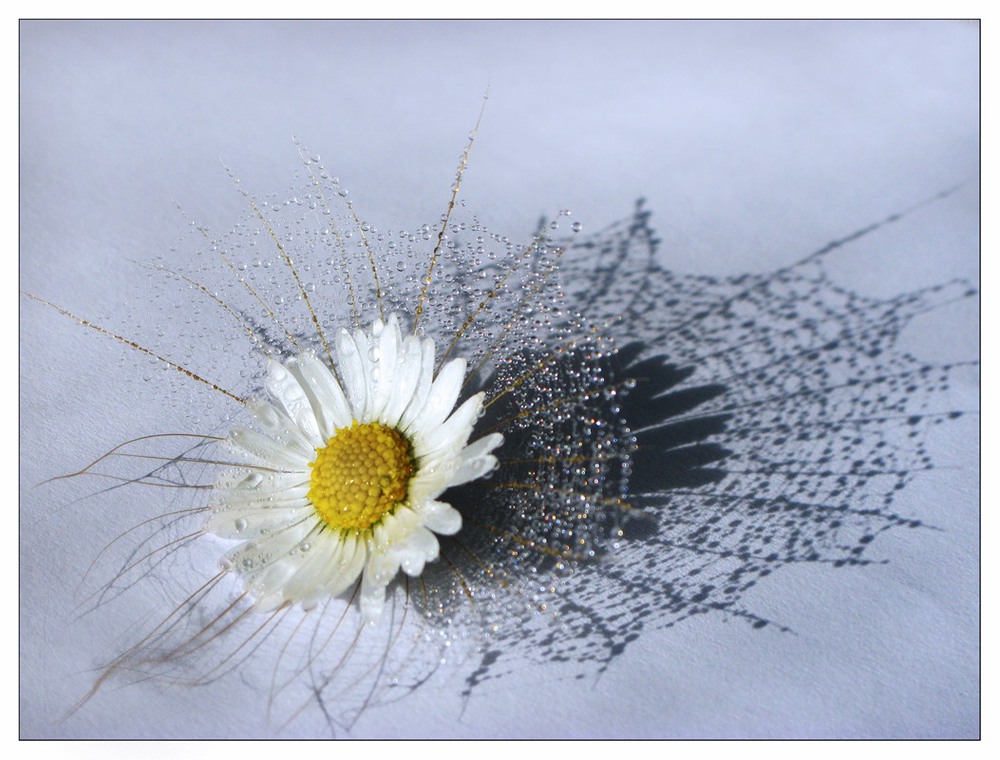 Фотографія Spider Flower / Estella / photographers.ua
