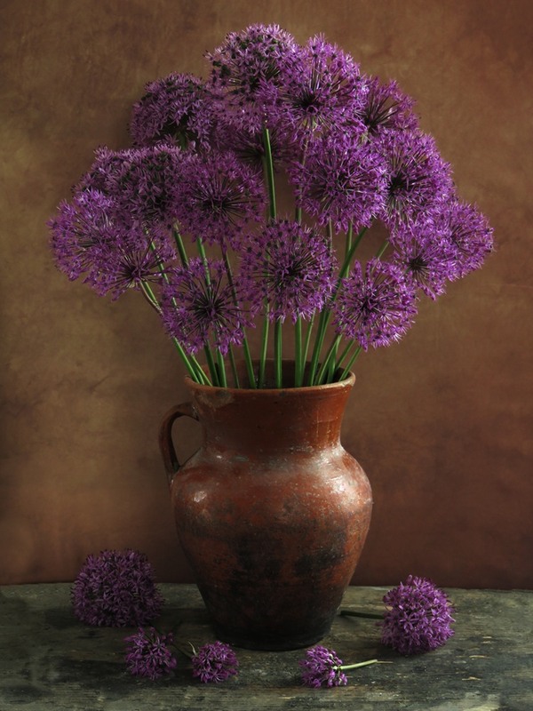 Фотографія Фіолетові кульки / Estella / photographers.ua