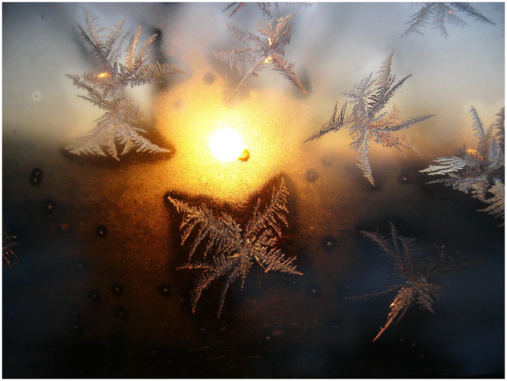 Фотографія Зимові метелики / Estella / photographers.ua