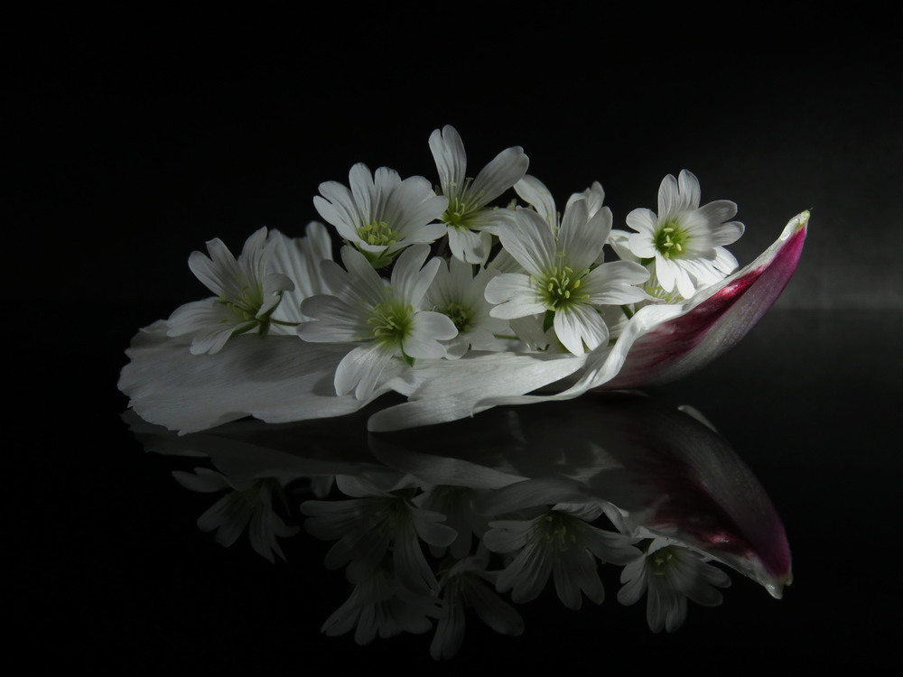 Фотографія Із серії "Човники" / Estella / photographers.ua