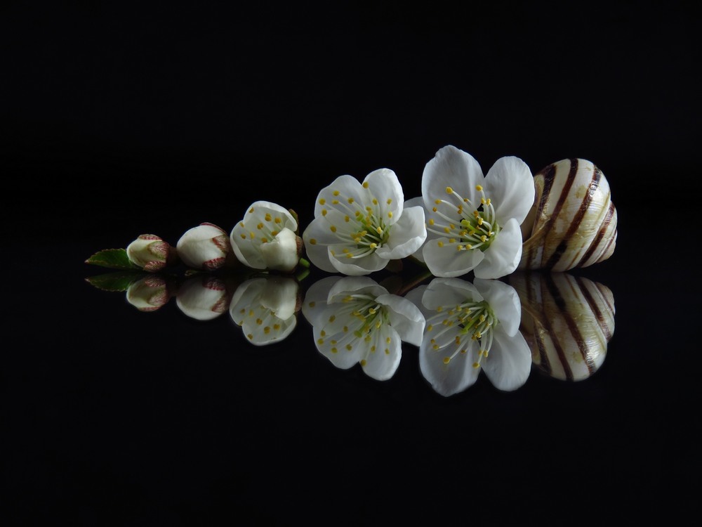 Фотографія Хронологія цвітіння. Вишня / Estella / photographers.ua