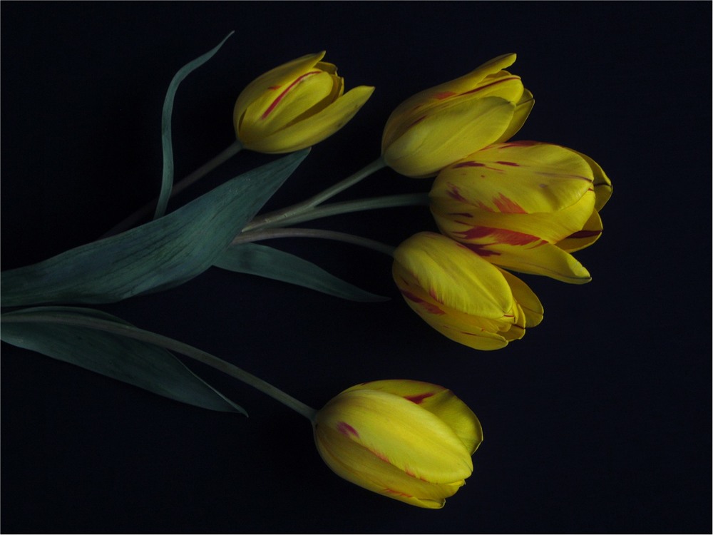 Фотографія Tulips Portrait / Estella / photographers.ua
