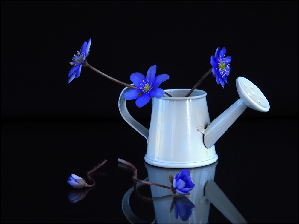Фотографія Про сині квіточки / Estella / photographers.ua