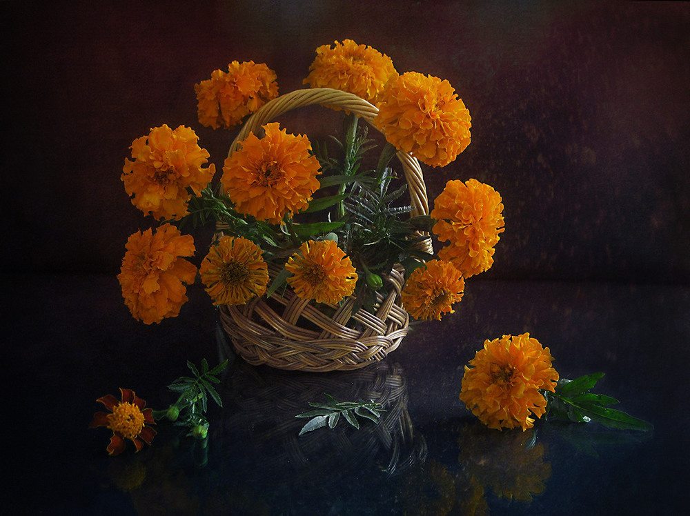 Фотографія Чорнобривців золото осіннє / Estella / photographers.ua