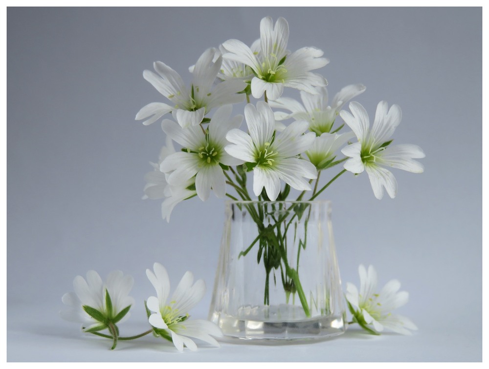 Фотографія Легкі та ніжні / Estella / photographers.ua