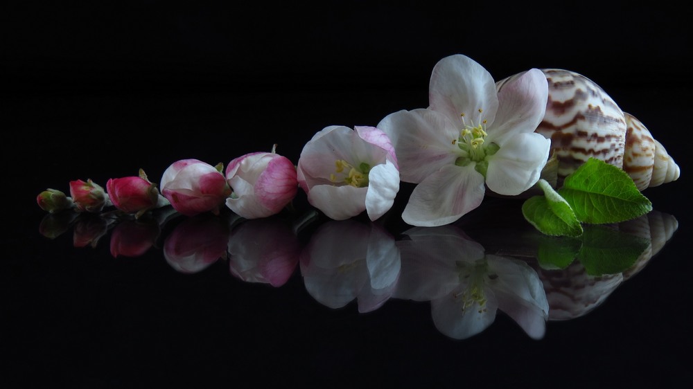 Фотографія Хронологія цвітіння. Яблуня. / Estella / photographers.ua