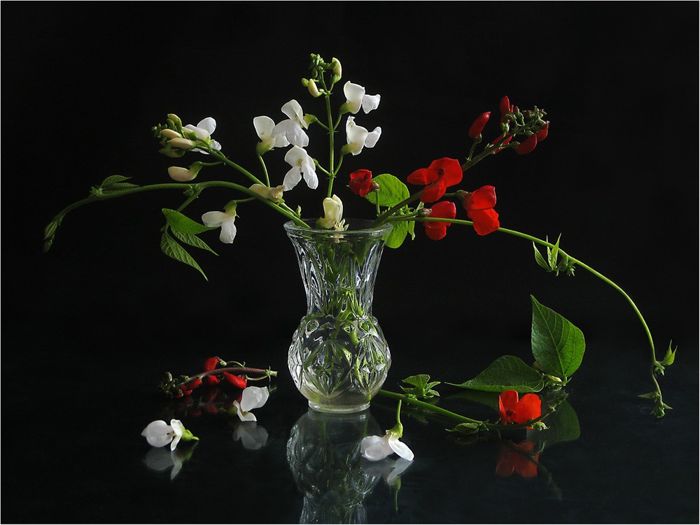 Фотографія Fabaceae / Estella / photographers.ua