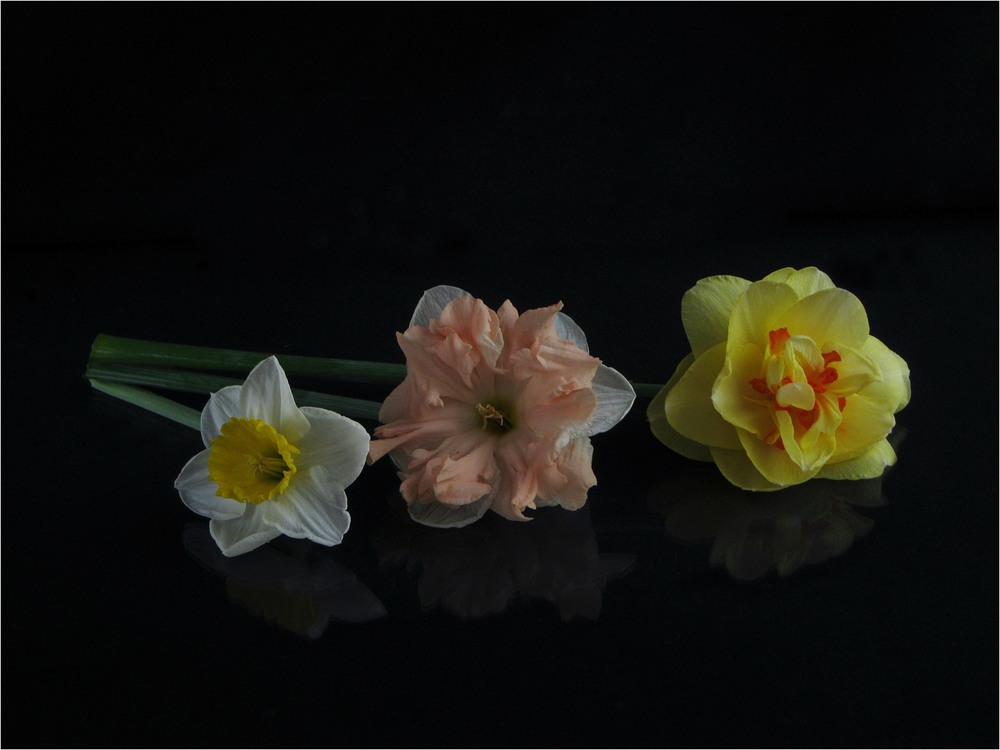 Фотографія Narcissus Trio / Estella / photographers.ua
