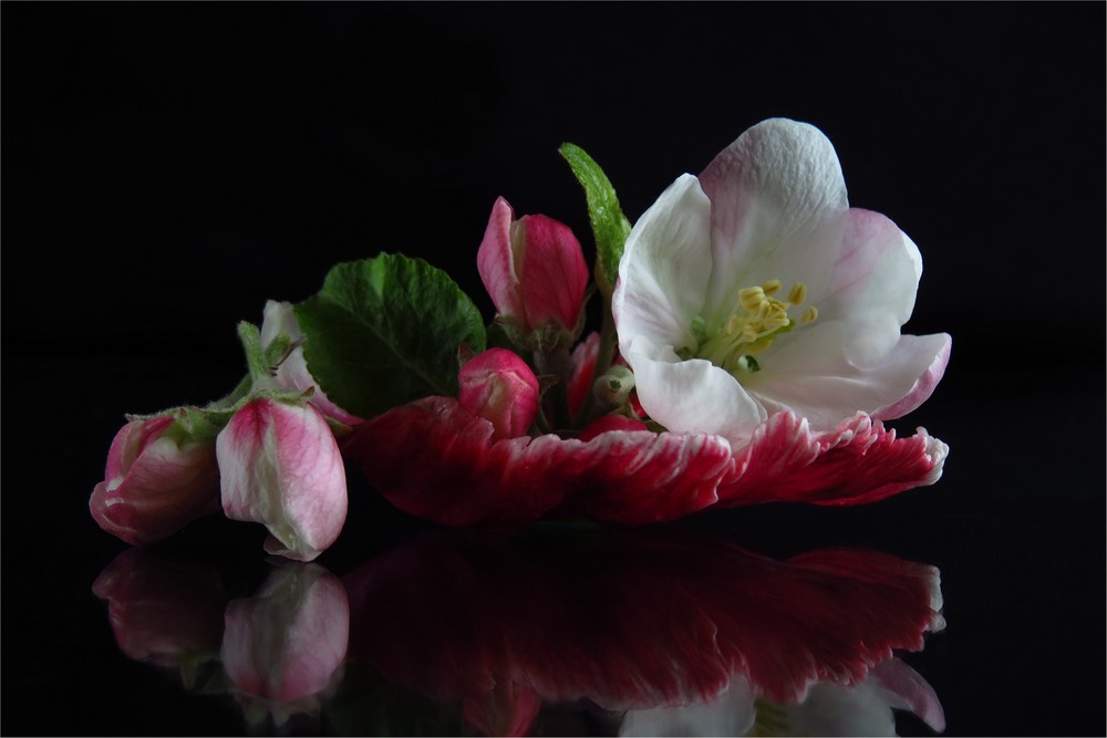 Фотографія Flowers on the petal / Estella / photographers.ua