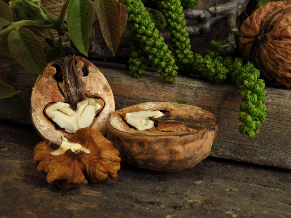 Фотографія Із серії "Горіхові замальовки" / Estella / photographers.ua