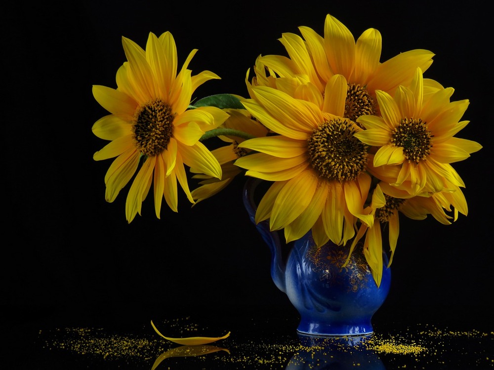 Фотографія Sunflowers tears. Сльози соняхів / Estella / photographers.ua