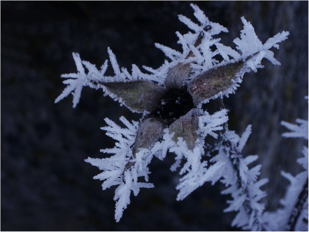 Фотографія Зима на скронях, вечір у душі... / Estella / photographers.ua