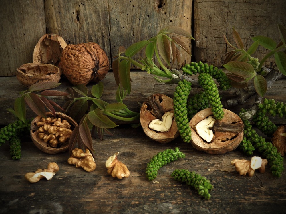 Фотографія Горіхові замальовки / Estella / photographers.ua