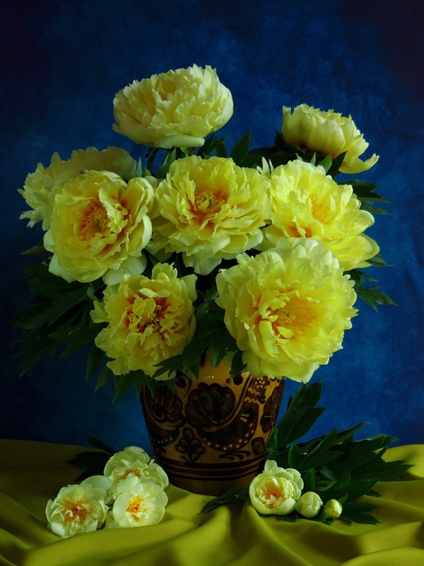 Фотографія Жовті півонії / Estella / photographers.ua