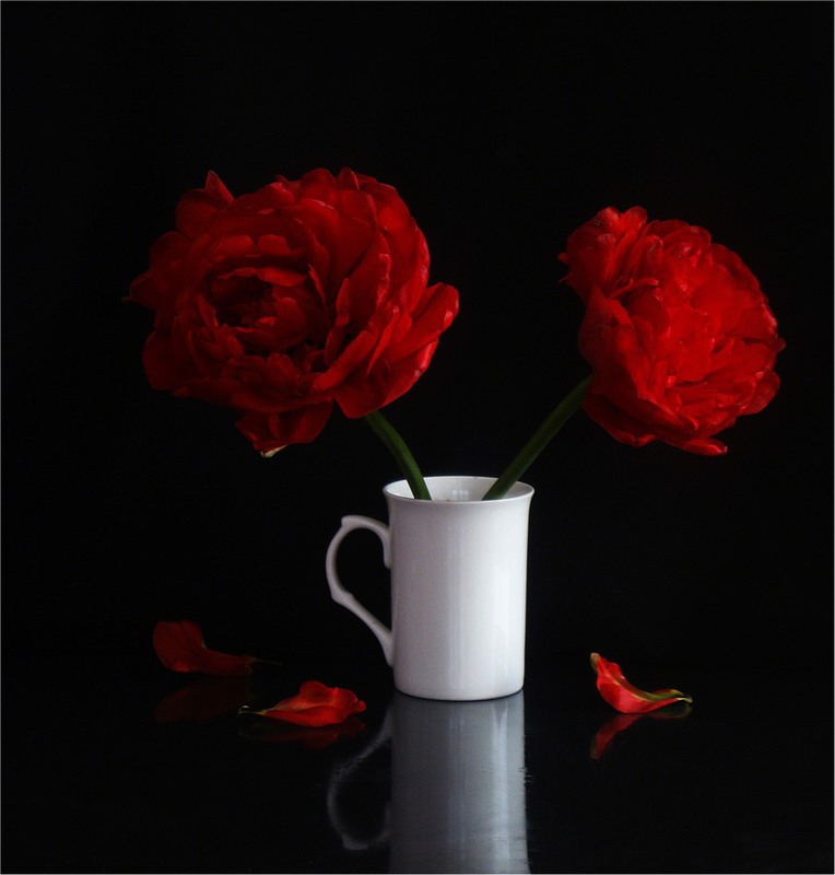 Фотографія Tears of red Tulips / Estella / photographers.ua