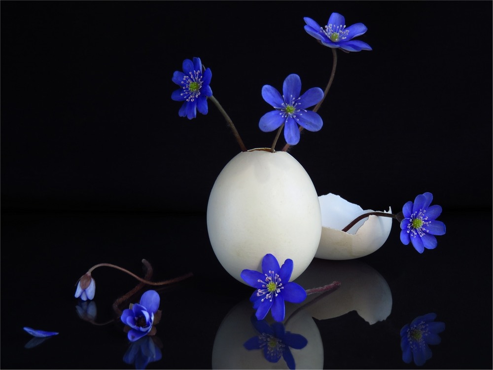 Фотографія Egg shells / Estella / photographers.ua
