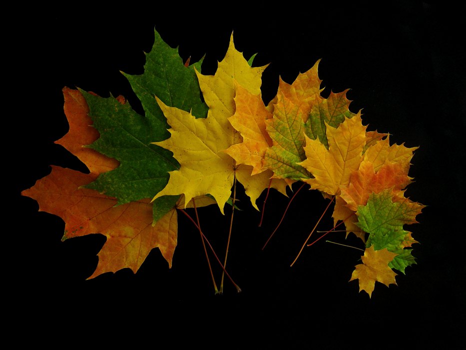 Фотографія Роздала осінь карти... / Estella / photographers.ua