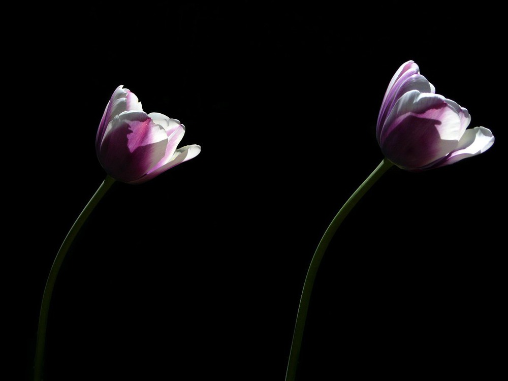 Фотографія Tulip Twins / Estella / photographers.ua