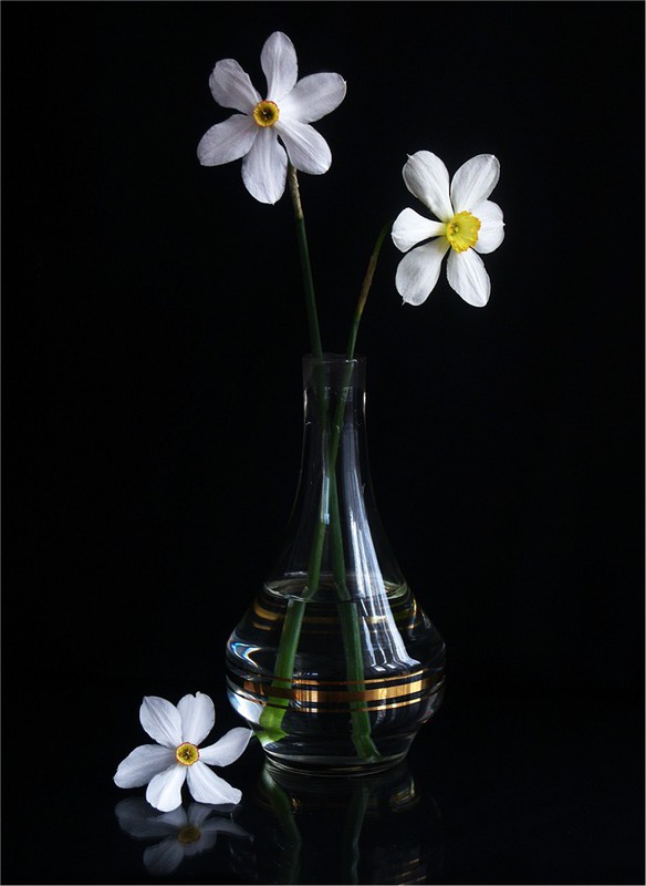 Фотографія Білі нарциси - ніжності квіти... / Estella / photographers.ua