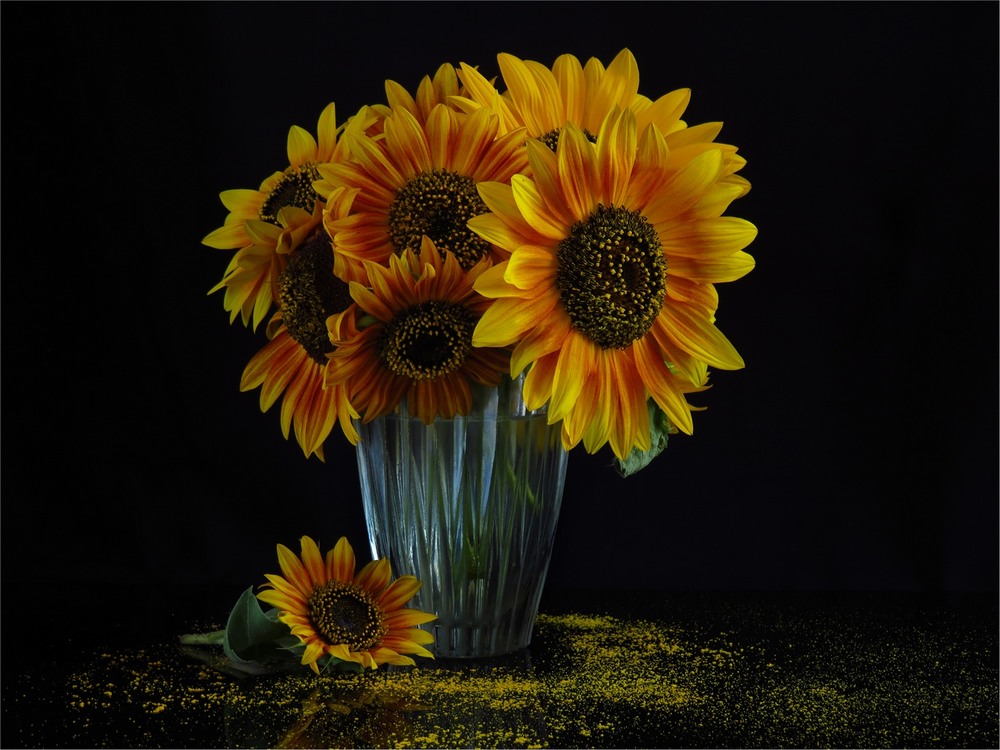 Фотографія Sunflowers / Estella / photographers.ua