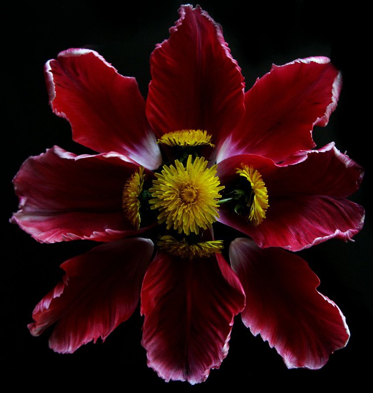 Фотографія Petals&Flowers / Estella / photographers.ua