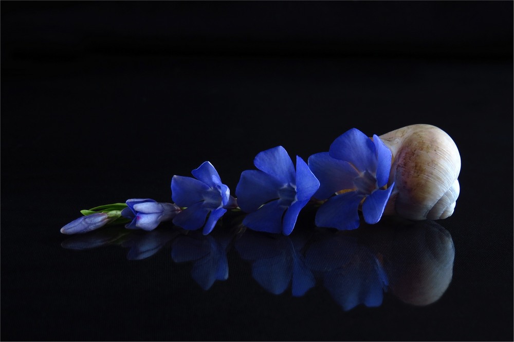 Фотографія Хронологія цвітіння. Барвінок / Estella / photographers.ua