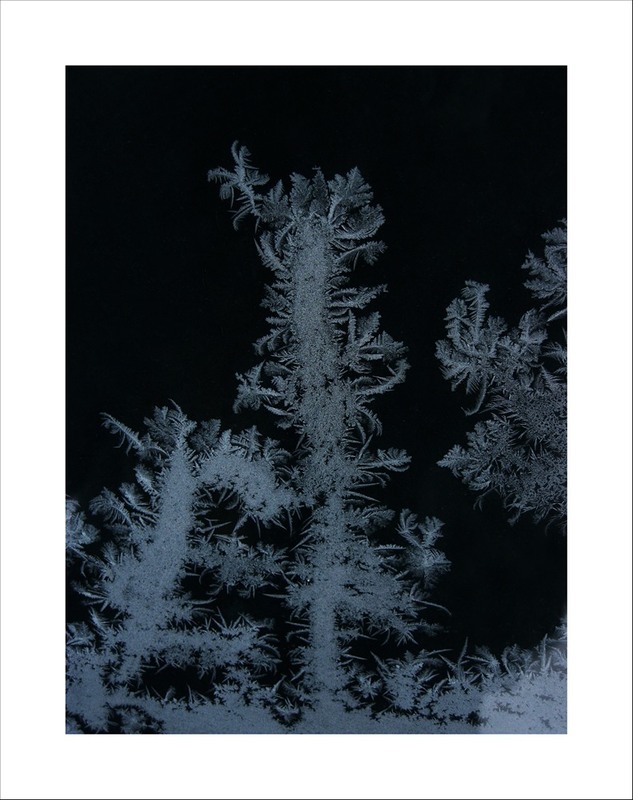 Фотографія Magic Trees / Estella / photographers.ua