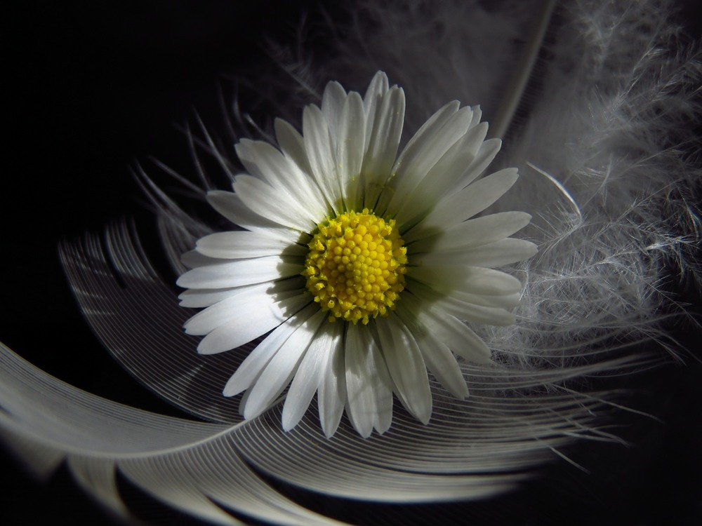 Фотографія Із серії "Пір'їнні етюди" / Estella / photographers.ua