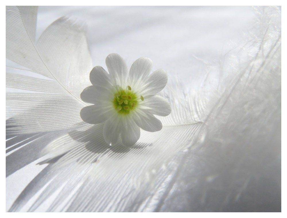 Фотографія Невагомість / Estella / photographers.ua