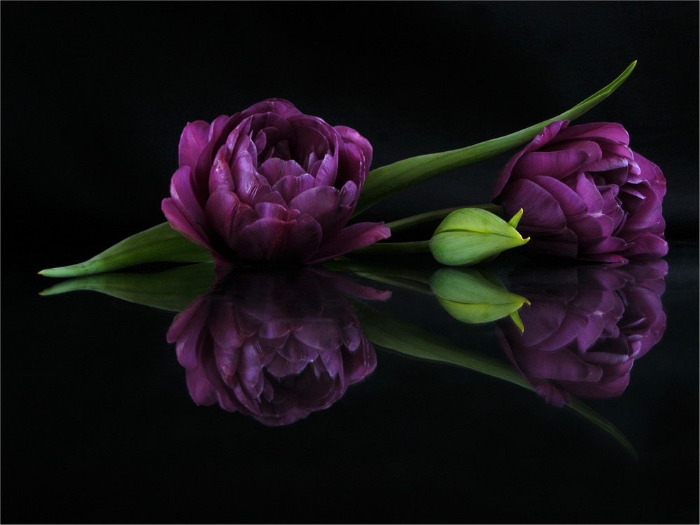 Фотографія Double Tulips / Estella / photographers.ua