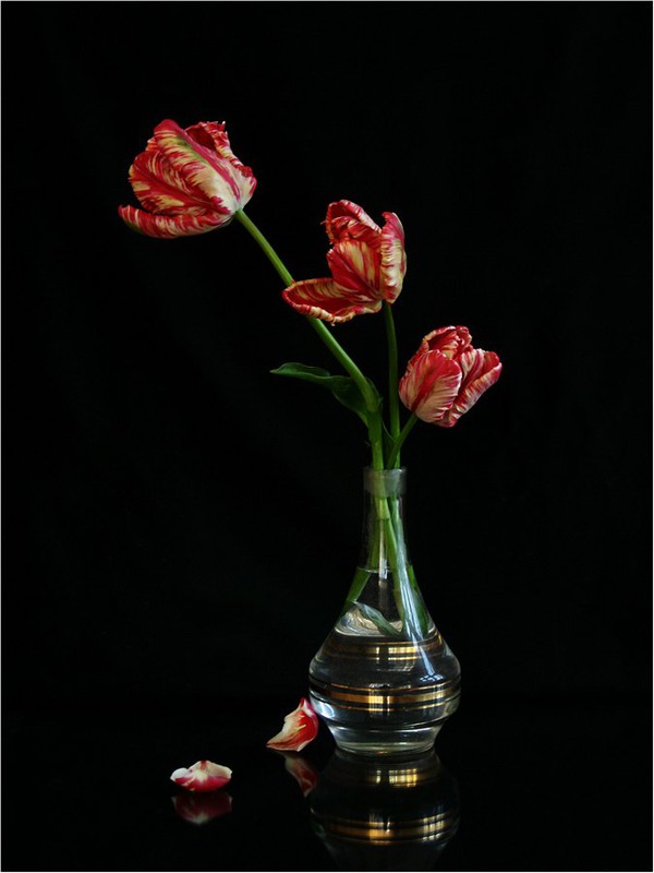 Фотографія Tulip Trio / Estella / photographers.ua