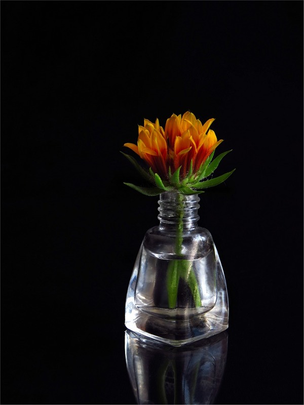 Фотографія Про квіточку простеньку... / Estella / photographers.ua