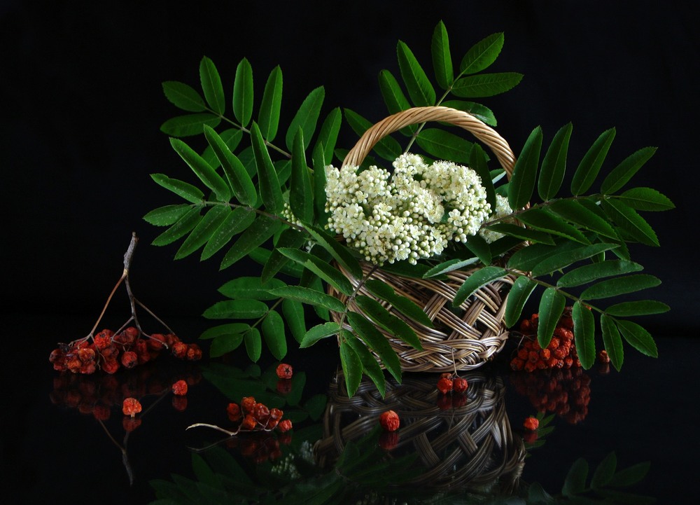 Фотографія Горобиновий з цвітом та плодами / Estella / photographers.ua