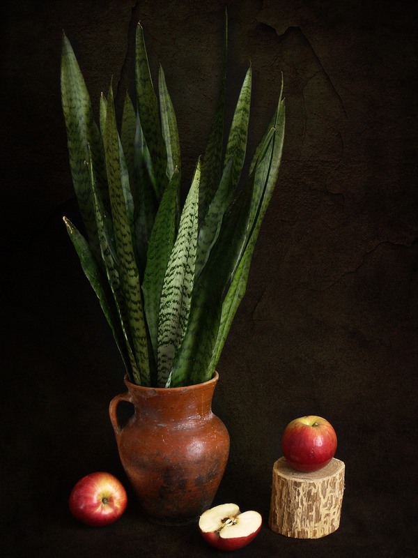 Фотографія Сансев'єровий з яблуками / Estella / photographers.ua